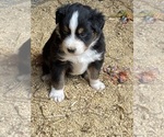 Small #3 Australian Shepherd