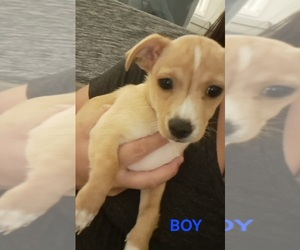 Medium Chiweenie-Shih Tzu Mix