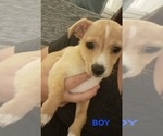 Puppy Sunny Chiweenie-Shih Tzu Mix