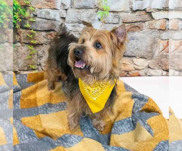 Medium Photo #5 Mutt Puppy For Sale in Kennesaw, GA, USA