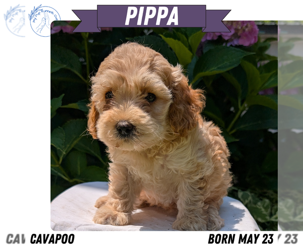 Medium Photo #9 Cavapoo Puppy For Sale in GOSHEN, IN, USA