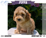 Small Photo #22 Cavapoo Puppy For Sale in GOSHEN, IN, USA