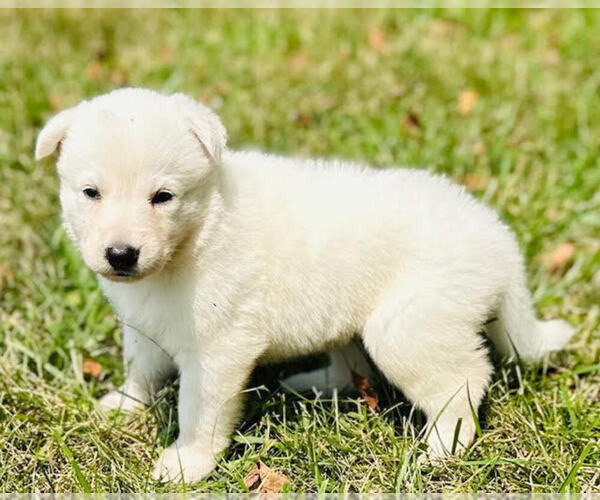 Medium Photo #5 German Shepherd Dog Puppy For Sale in CARDINGTON, OH, USA