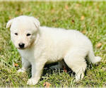 Small #4 German Shepherd Dog