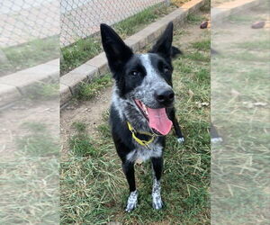 Abby- for sponsorship only - Female Australian Shepherd-Unknown Mix Dog for Adoption - Photo #3