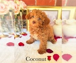 Image preview for Ad Listing. Nickname: Poodles