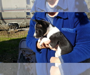Basenji Puppy for Sale in WINONA, Texas USA