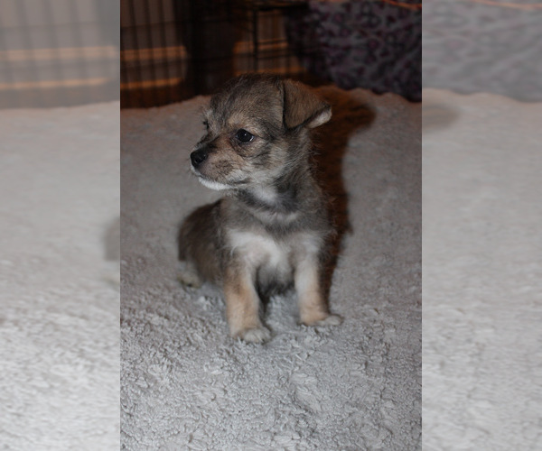 Medium Photo #6 Chorkie Puppy For Sale in WILMINGTON, NC, USA