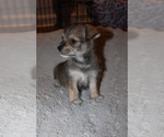 Small #5 Chorkie