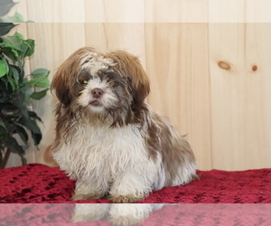 Shih Tzu Puppy for sale in SHILOH, OH, USA