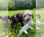 Small #16 Cavapoo (Miniature)