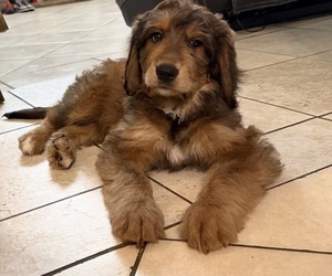 Bernedoodle Puppy for sale in VENTURA, CA, USA