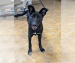 Small #2 German Shepherd Dog Mix