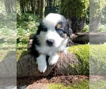 Puppy LILLY Miniature Australian Shepherd