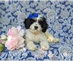 Small Photo #5 Cavapoo Puppy For Sale in KINZERS, PA, USA