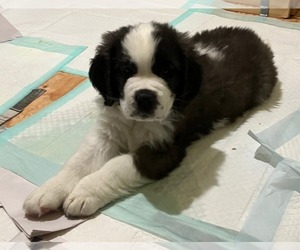 Saint Bernard Puppy for Sale in COLORADO SPRINGS, Colorado USA