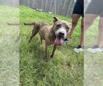 Small Photo #5 American Pit Bull Terrier Puppy For Sale in Oakhurst, NJ, USA