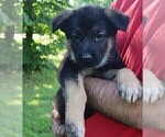 Small Photo #3 German Shepherd Dog Puppy For Sale in BRIDGEWATER, NH, USA