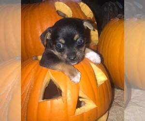 Parson Russell Terrier-Yorkshire Terrier Mix Puppy for sale in INCHELIUM, WA, USA