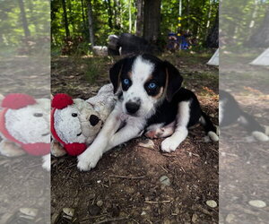 Australian Shepherd-Unknown Mix Dogs for adoption in Aurora, IN, USA