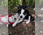 Small Australian Shepherd Mix