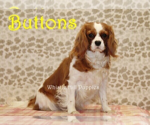 Medium Photo #1 Cavapoo (Miniature) Puppy For Sale in DENVER, PA, USA