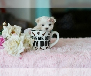 Maltese Puppy for sale in NEW YORK, NY, USA