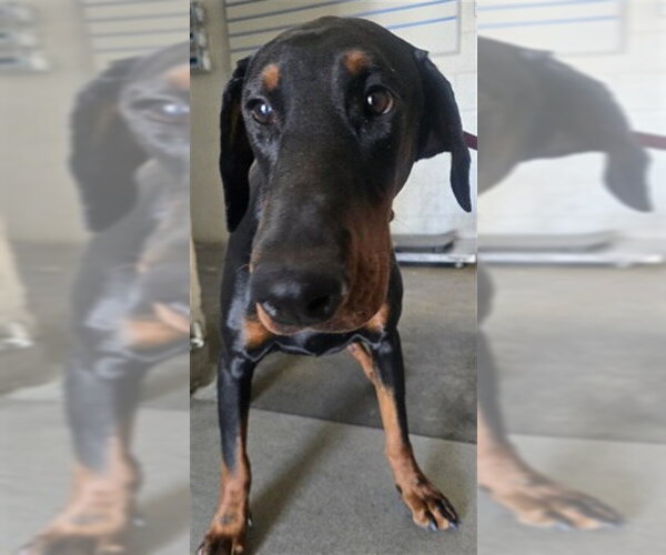 Medium Photo #1 Doberman Pinscher Puppy For Sale in San Bernardino, CA, USA