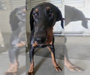 Doberman Pinscher Dogs for adoption in San Bernardino, CA, USA
