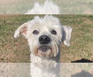 Maltese-Unknown Mix Dogs for adoption in Candler, NC, USA
