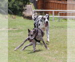 Small #5 Great Dane