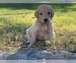Small Photo #5 Goldendoodle Puppy For Sale in WEATHERFORD, TX, USA