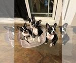 Small Photo #4 Boston Terrier Puppy For Sale in IMPERIAL BCH, CA, USA