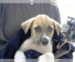 Labrador Retriever-Unknown Mix Dogs for adoption in Pasadena, TX, USA