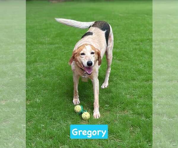 Medium Photo #8 American Foxhound-Unknown Mix Puppy For Sale in Rustburg, VA, USA