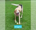Small #7 American Foxhound Mix