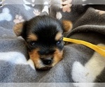 Small Photo #7 Yorkshire Terrier Puppy For Sale in GILBERT, AZ, USA