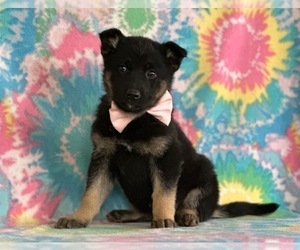 German Shepherd Dog Puppy for sale in LANCASTER, PA, USA