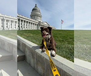Jazzper - Male Mutt Dog for Adoption - Photo #24