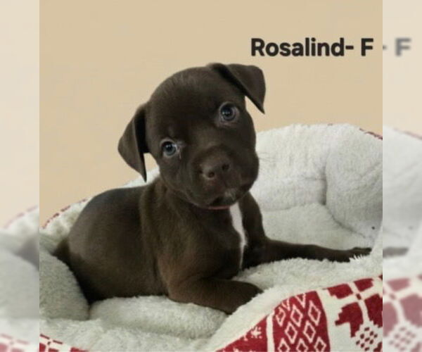 Medium Photo #1 Labrador Retriever Puppy For Sale in Jackson Township, NJ, USA