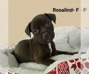 Labrador Retriever Dogs for adoption in Jackson Township, NJ, USA