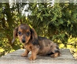 Small #4 Dachshund