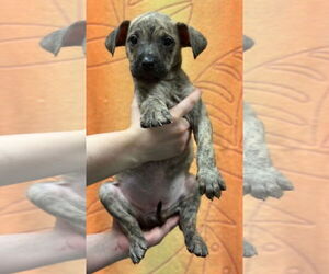 Plott Hound-Unknown Mix Dogs for adoption in Woodbury, NY, USA