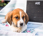 Small Photo #4 Australian Cattle Dog-Basset Hound Mix Puppy For Sale in WAKARUSA, IN, USA