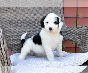 Sheepadoodle Puppy for sale in AVILLA, IN, USA