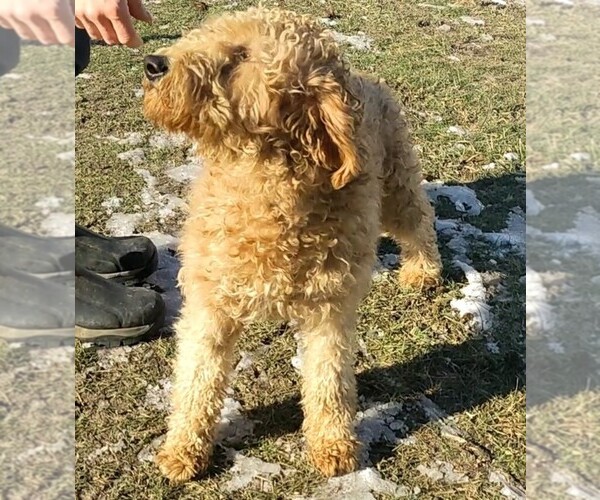 Medium Photo #1 Goldendoodle Puppy For Sale in SYRACUSE, IN, USA