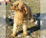 Small Photo #1 Goldendoodle Puppy For Sale in SYRACUSE, IN, USA