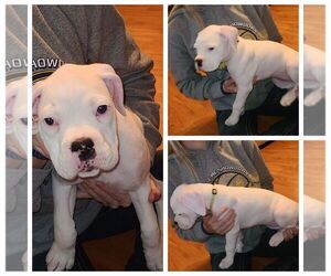 Boxer Puppy for sale in ROLLA, MO, USA