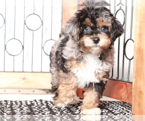 Poodle (Toy) Puppy for sale in NAPLES, FL, USA