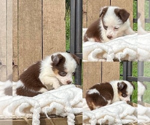 Aussie-Corgi Puppy for sale in BROOKER, FL, USA